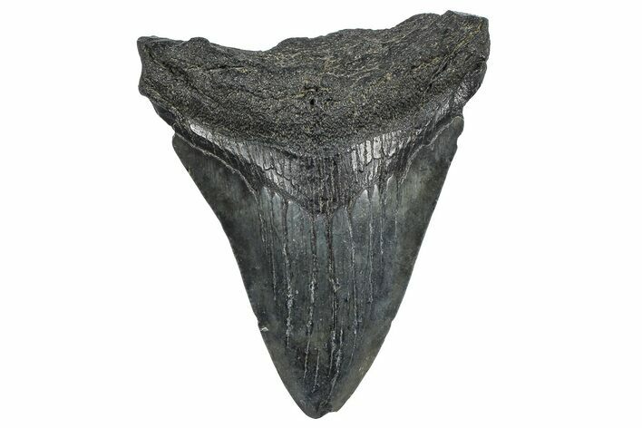Juvenile Megalodon Tooth - South Carolina #362474